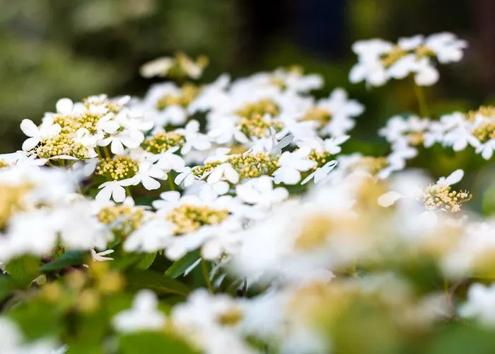 Bajtica Гостевой дом